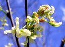 Celtis australis